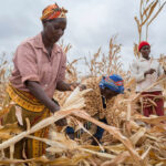 Kenya’s food prices remain high due to fuel prices, weak shilling & El Nino effects