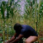 Charcoal dust improves farmer yields, saves cost & bolsters soils