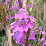 Factsheet: Understanding and Controlling Striga– Kenya’s cereal killer