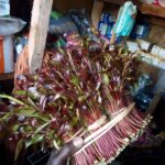 Govt: We have found a market for miraa in Israel