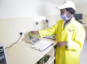 Kakuzi offers free maturity testing as avocado export season announced
