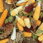 maize millet sorghum blend