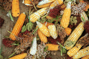 maize millet sorghum blend