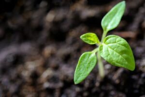 organic farming 2