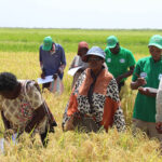 KALRO introduces 2 rice varieties, new planting technology to farmers