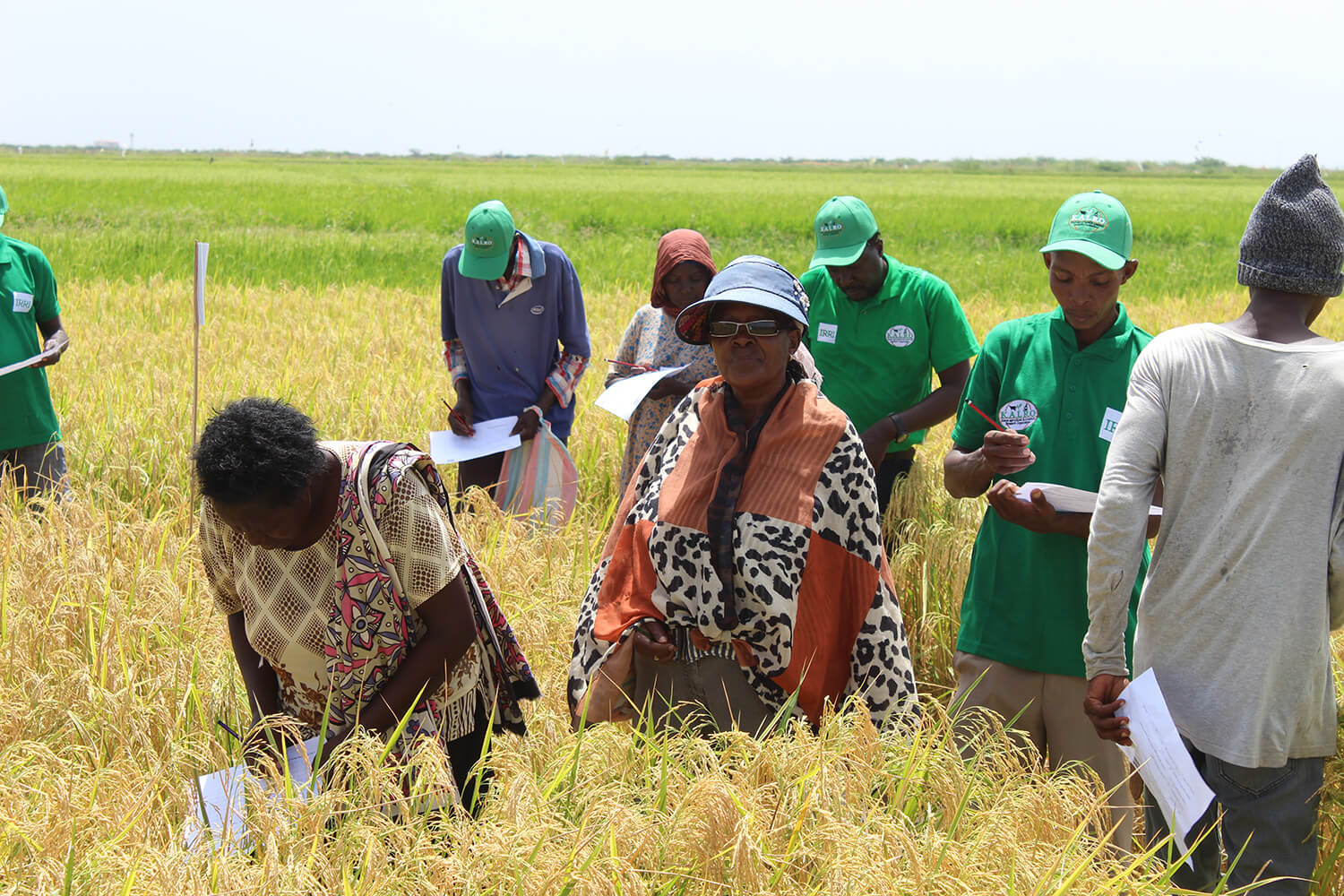 Kalro KALRO introduces 2 rice varieties, new planting technology to farmers