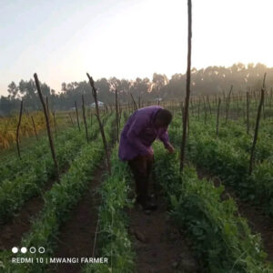 Sugar snap, snow pea farmers enjoy more than doubled record prices