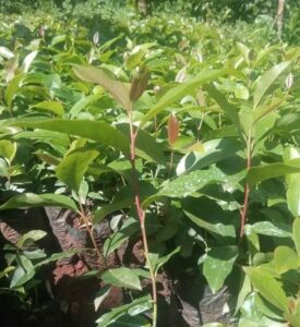 To sell or not to sell?: The battle over muguka seedlings
