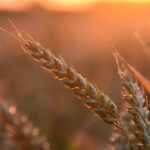 Govt’s 2026 wheat price rise came too late for farmers’ harvests, feeding speculators
