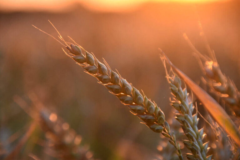 Govt’s 2026 wheat price rise came too late for farmers’ harvests, feeding speculators