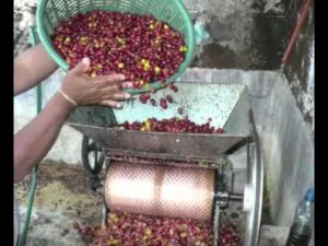 Small, mid-sized coffee farmers raise incomes 35% through pulping