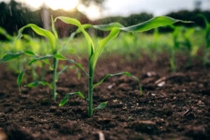 Decreasing soil moisture cuts size of Africa’s farmland