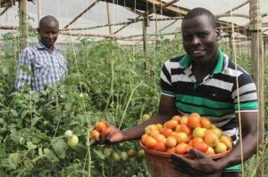 Long-term weather forecasts guide farmers to tomato millions