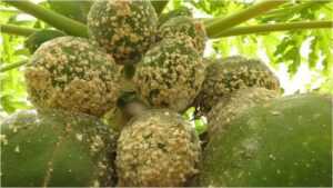 Parasitic wasp saves papaya farmers 7K weekly bill