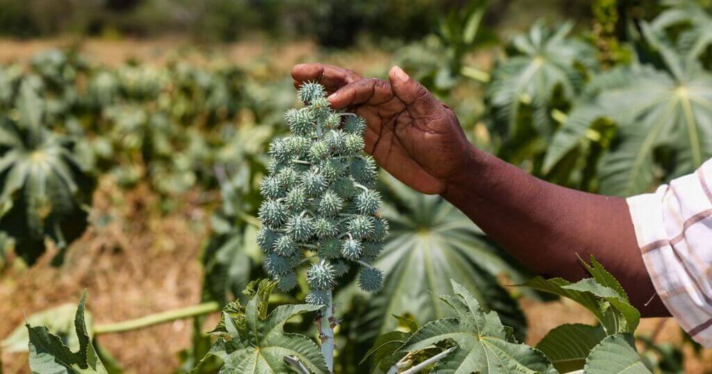 Castor Beans Turn Arid Land Into A 9 month Cash Cow For ENI Farmer Castor Beans Turn Arid Land Into A 9 month Cash Cow For ENI Farmer