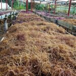 Farmers start making seaweed tea as powerful fertiliser