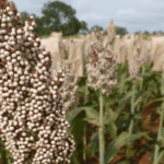 Sorghum farmer raises yield 50% with hybrid