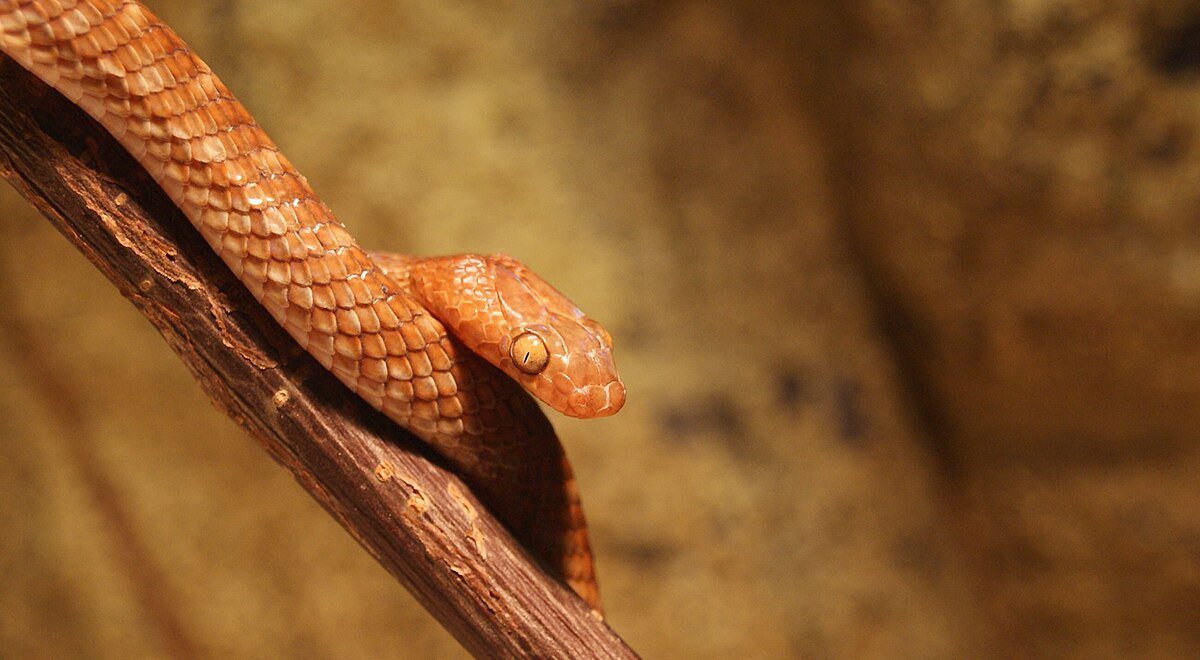 Farmbiz Africa’s guide to dangerous snakes in Kenya