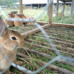 Factsheet: Combating Kenya’s top rabbit killer disease, Coccidiosis