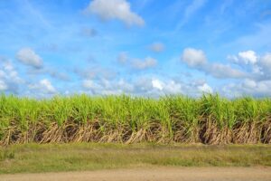sugar cane