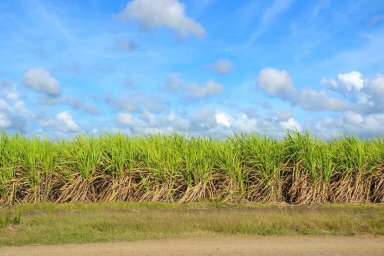 sugar cane