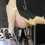 Cow milking
