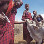 Livestock Vaccination