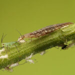 Lacewing larva feeding on aphids