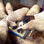 Dorper sheep