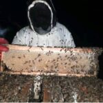 beekeeping