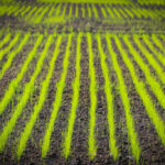 KALRO launching fast-track rice to plant without nurseries