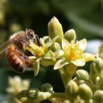 Pollination