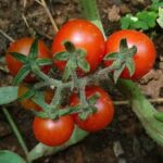 Forgotten wild tomatoes rise as pest-free star