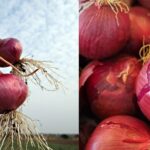 Onions