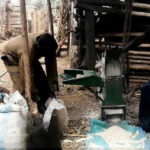 chicken feed