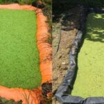 azolla