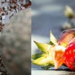 Strawberry eggshells snails