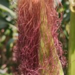 Maize silk