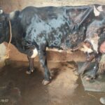 Lumpy Skin Disease outbreak intensifies across Kenya, vets call on farmers to vaccinate