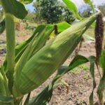 Urekebishaji wa Haraka: Chaka huongeza mahindi na mchicha kwa kutumia biochar iliyotengenezwa nyumbani