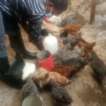 Farmer’s Homemade Fix: Bicarbonate, Sugar & Salt Cure Diarrhea in Chickens