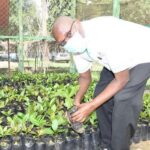 Urekebishaji wa Haraka: Miti mipya ya korosho huongeza mavuno mara saba