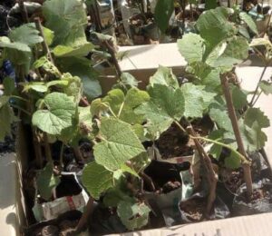 Kilifi seedling supplier feeds coastal grape takeoff