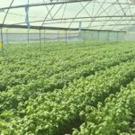 Kirinyaga herb farmer earns 5x more by registering as an exporter