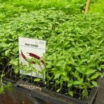 Farmbiz TV: Farmer ups seedling success 5x by abandoning soil