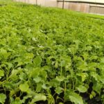 Grace Rock boosts seed germination from 65% to 90% with KePHIS certification