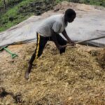 Mkulima apata Sh3.7m kutokana na silage ya mahindi
