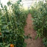 Kuweka kizigeu huongeza maradufu mavuno ya pilipili hoho ya mkulima