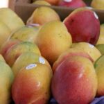 Shipping queues savage mango season for exporters