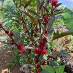 hibiscus